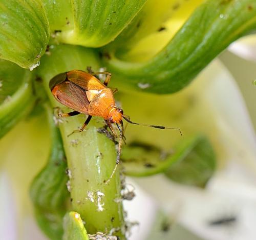 Réf. 263 030 : Deraeocoris ruber